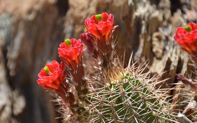 Scarlet Hedgehog Cactus is a beautiful compact hedgehog type cactus with red, crimson, scarlet, orange-red or rose-pink flowers. Echinocereus coccineus 